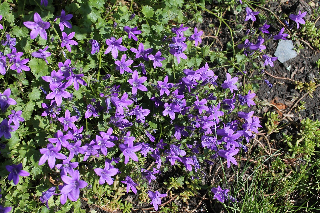 Gėlės, Violetinė, Augalas, Gamta, Sodas, Nemokamos Nuotraukos,  Nemokama Licenzija