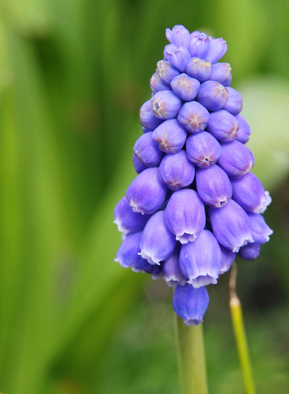 Hiacintas, Muscari, Purpurinė Gėlė, Žalias, Gamta, Žydėti, Spalvos, Nemokamos Nuotraukos,  Nemokama Licenzija