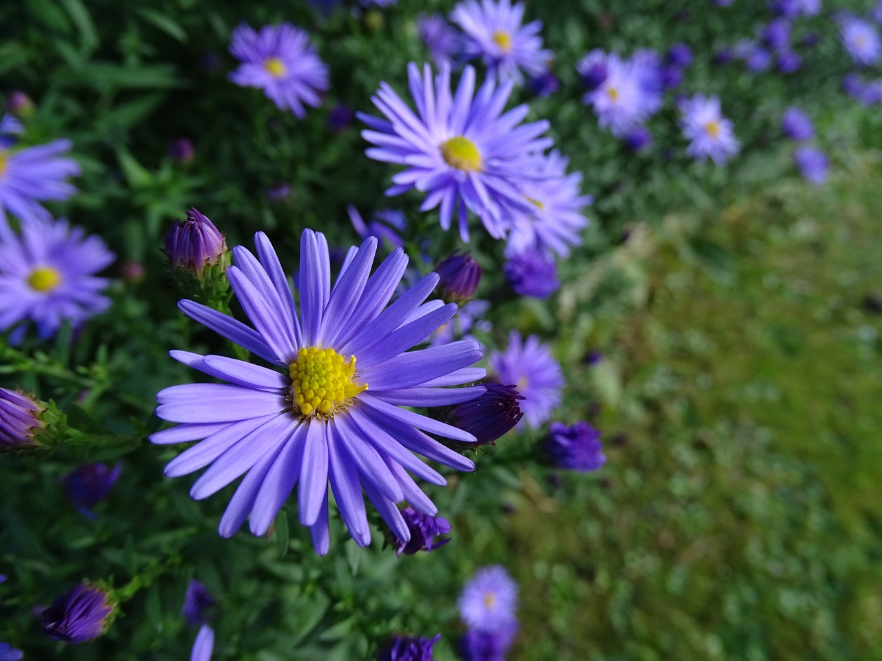 Aster, Purpurinė Gėlė, Žolė, Sodas, Vasara, Žydėti, Violetinė, Nemokamos Nuotraukos,  Nemokama Licenzija