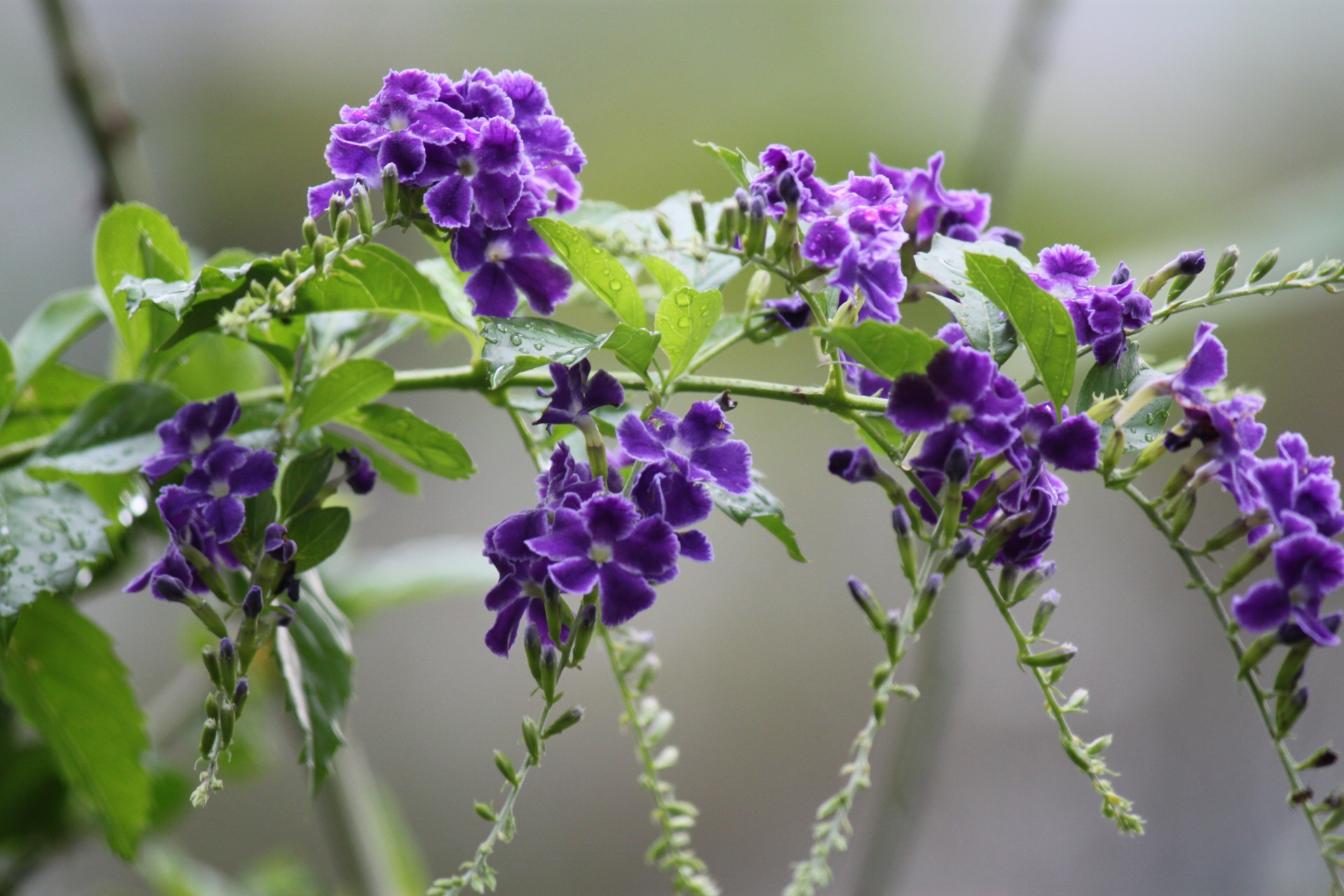 Violetinė & Nbsp,  Gėlė & Nbsp,  Žiedas,  Singapūras & Nbsp,  Sodas,  Violetinė Gėlė Žiede, Nemokamos Nuotraukos,  Nemokama Licenzija