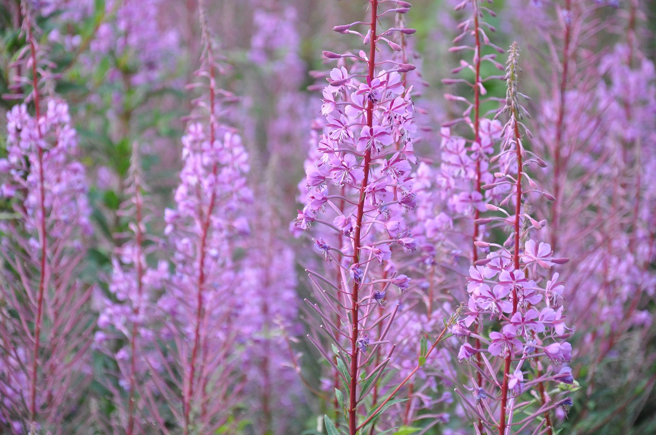 Purpurinės Gėlės, Violetinė, Fleurs Des Champs, Gamta, Gėlės, Spalva, Nemokamos Nuotraukos,  Nemokama Licenzija