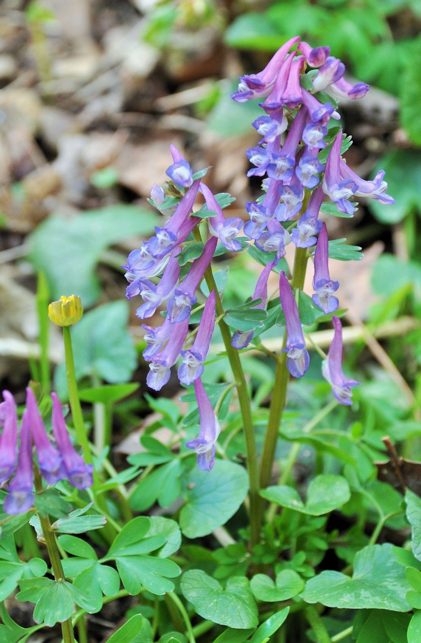 Purpurinės Gėlės, Miško Gėlės, Violets, Mediena, Violetinė, Pavasaris, Miškas, Laukinė Gėlė, Laukinės Gėlės, Nemokamos Nuotraukos