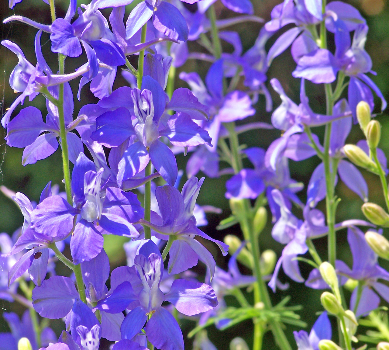 Violetinė,  Gėlės,  Violetinės Gėlės, Nemokamos Nuotraukos,  Nemokama Licenzija