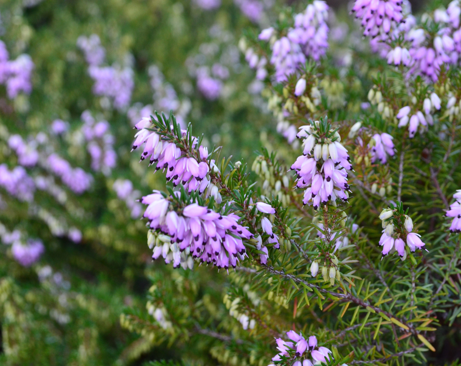 Violetinė,  Gėlės,  Fonas,  Gamta,  Sezonas,  Makro,  Violetinės Gėlės, Nemokamos Nuotraukos,  Nemokama Licenzija