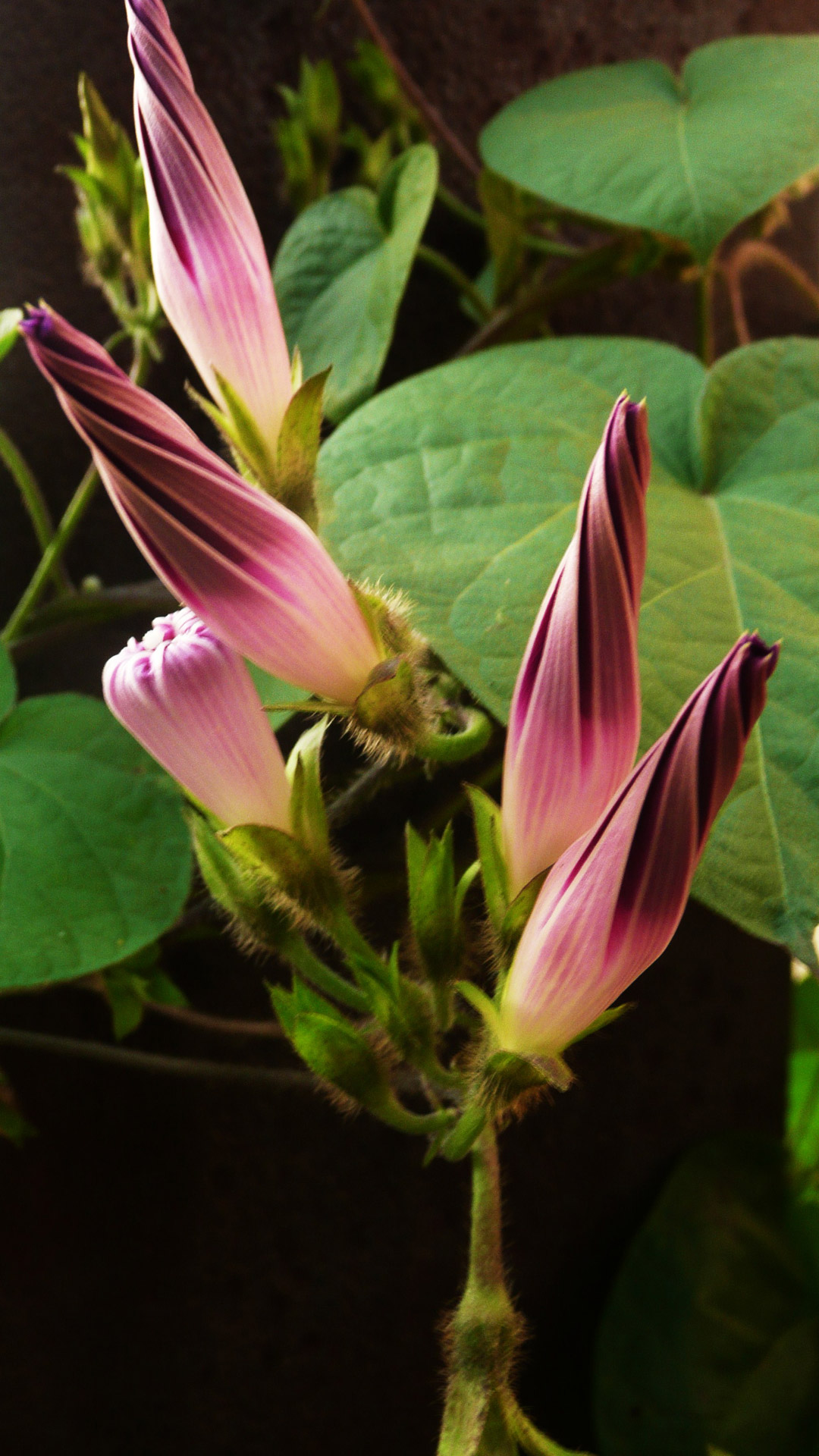 Violetinė,  Gėlės,  Fonas,  Gamta,  Sezonas,  Makro,  Violetinės Gėlės, Nemokamos Nuotraukos,  Nemokama Licenzija