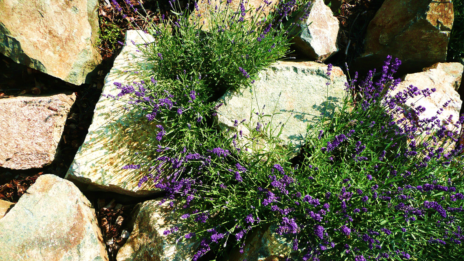 Violetinė,  Gėlės,  Makro,  Akmenys,  Fonas,  Sezonas,  Pavasaris,  Vasara,  Gamta,  Violetinės Gėlės