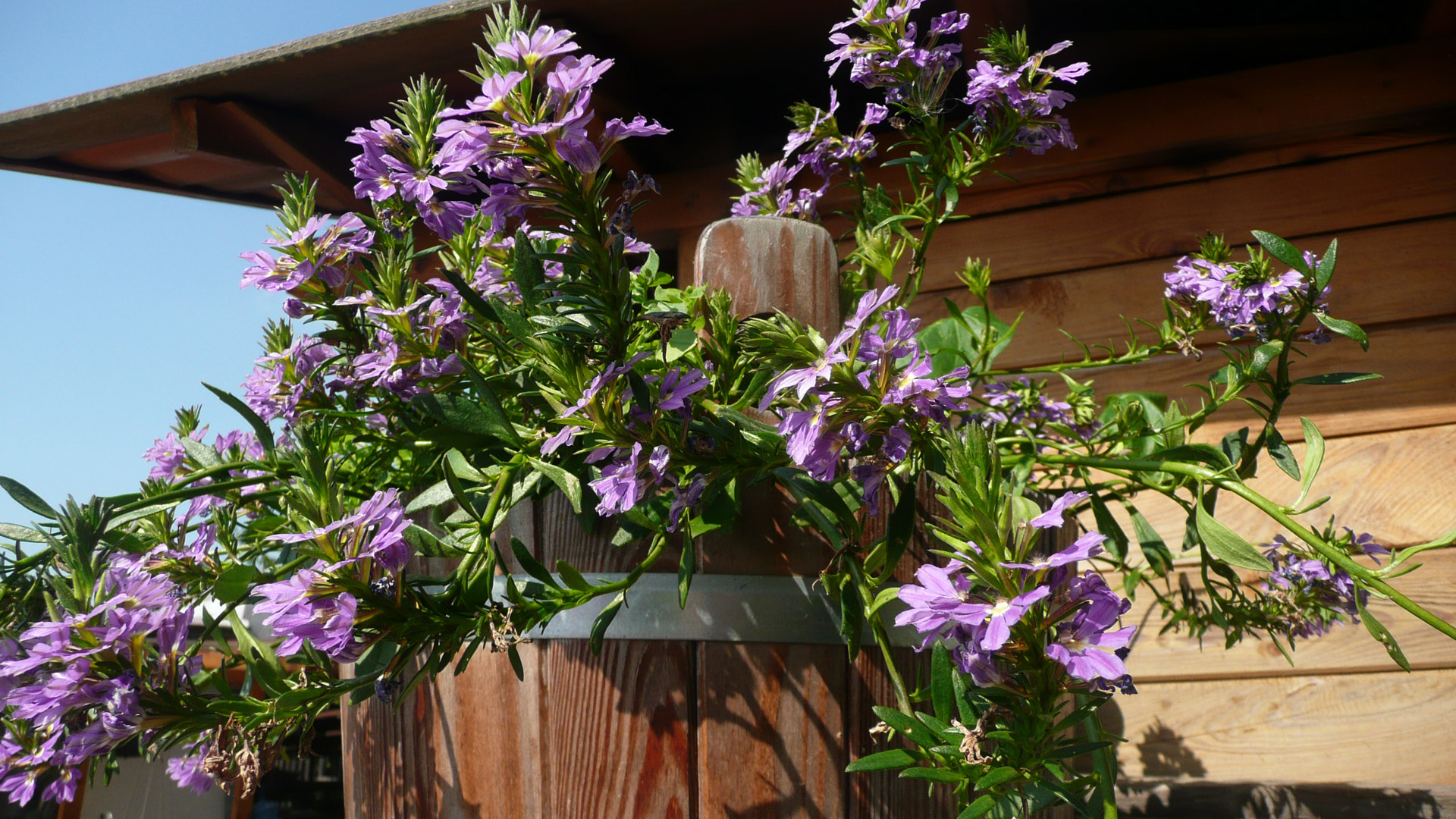 Violetinė,  Gėlės,  Makro,  Sezonai,  Fonas,  Sezonas,  Pavasaris,  Vasara,  Mediena,  Sodintuvas