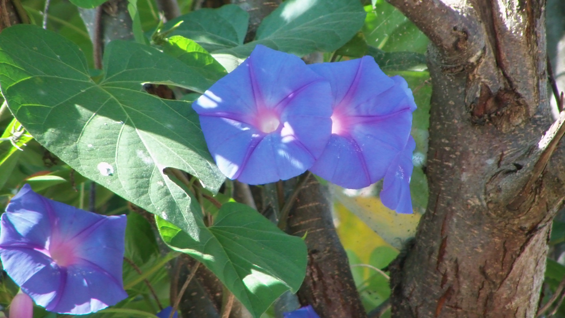 Violetinė,  Gėlė,  Rožinis,  Violetinė,  Lila,  Žydėti,  Žydi,  Uždaryti,  Violetinės Gėlės, Nemokamos Nuotraukos