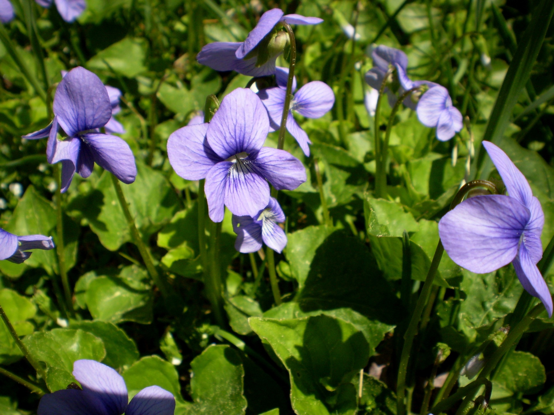 Gėlė,  Gėlės,  Violetinė,  Puokštė,  Gamta,  Žiedlapis,  Žiedas,  Sezonas,  Vasara,  Violetinės Gėlės