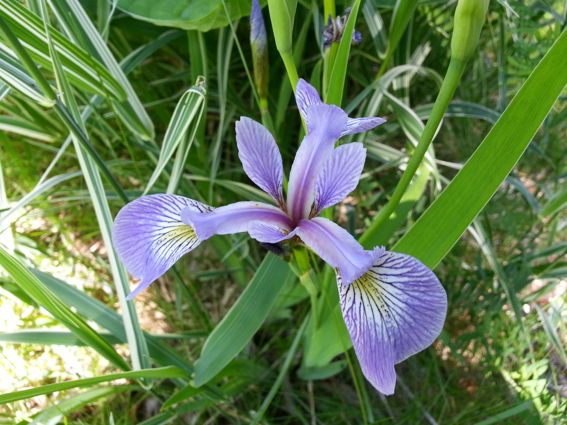 Gėlė,  Gėlės,  Violetinė,  Puokštė,  Gamta,  Žiedlapis,  Žiedas,  Sezonas,  Vasara,  Violetinės Gėlės