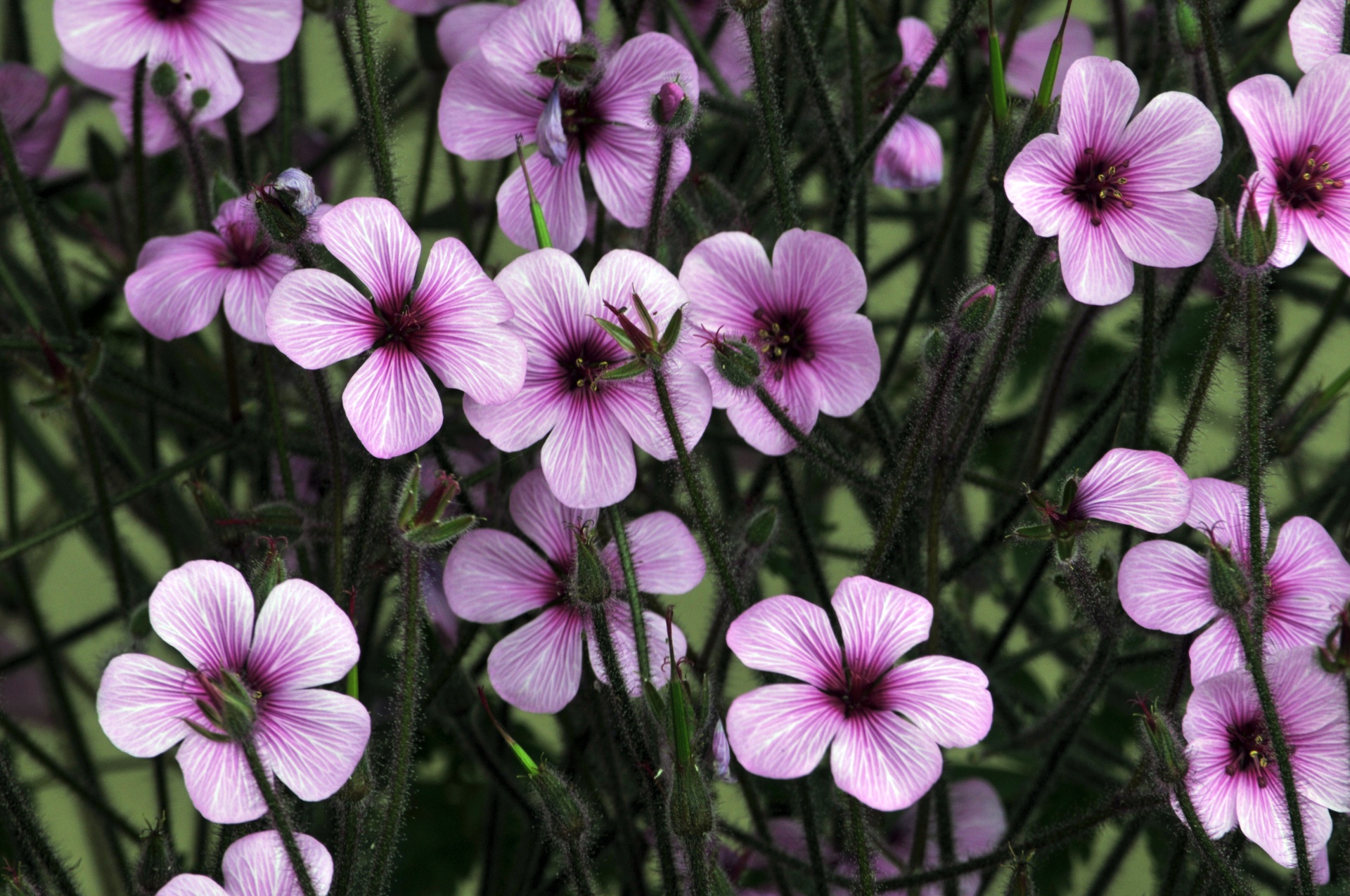 Gėlė,  Gėlės,  Gėlių,  Violetinė,  Pavasaris,  Graži,  Rožinis,  Violetinės Gėlės, Nemokamos Nuotraukos,  Nemokama Licenzija