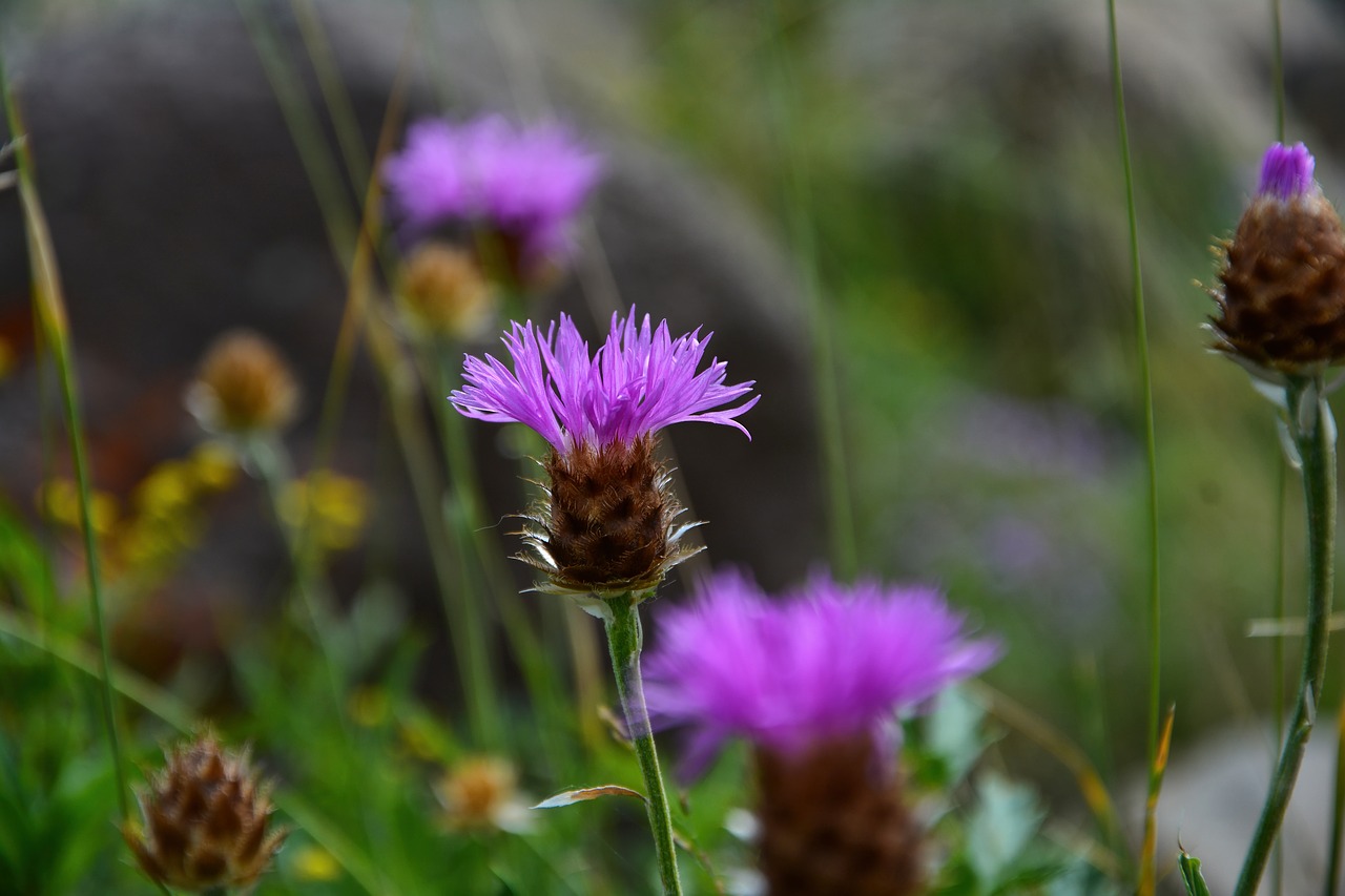 Violetinės Gėlės,  Dekoratyvinis,  Gėlė,  Pavasaris,  Augalų,  Violetinė,  Pobūdį,  Vasara,  Grožio,  Makro