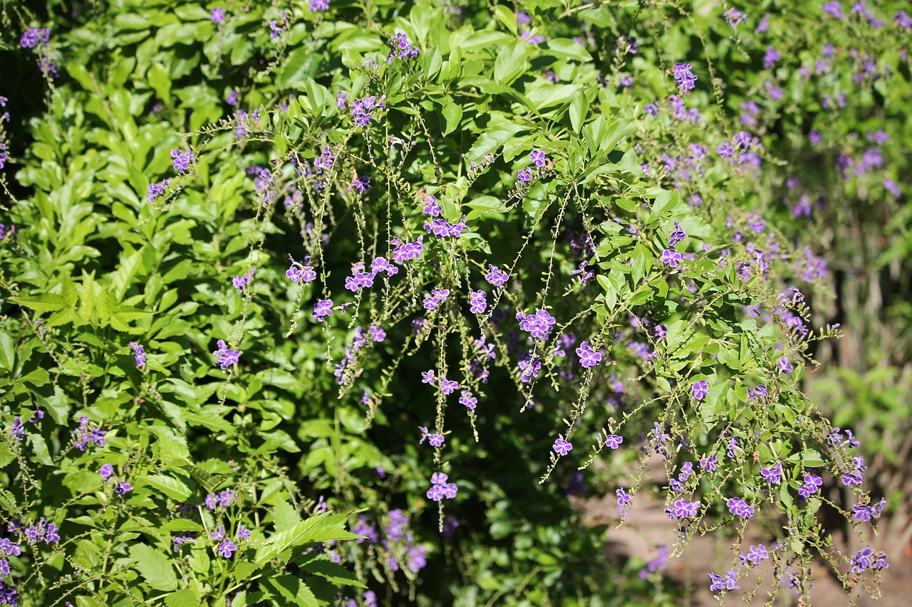 Purpurinės Gėlės, Augalas, Vasaros Gėlės, Violetinė, Gėlė, Sodas, Nemokamos Nuotraukos,  Nemokama Licenzija