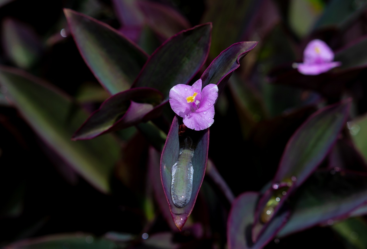 Violetinė Širdis,  Setcreasea Pallida,  Lietaus Lašai,  Spiderwort,  Klajojo Judėjas,  Violetiniai Secretia,  Violetiniai Karalienė,  Augalų,  Žydi,  Kambarinis Augalas