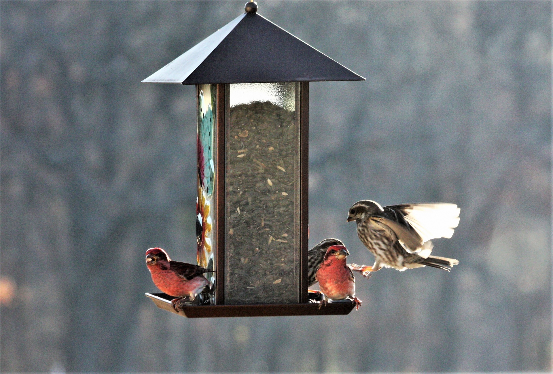 Gamta,  Laukinė Gamta,  Gyvūnai,  Paukščiai,  Finch,  Namas & Nbsp,  Finch,  Violetinė & Nbsp,  Namo & Nbsp,  Finch