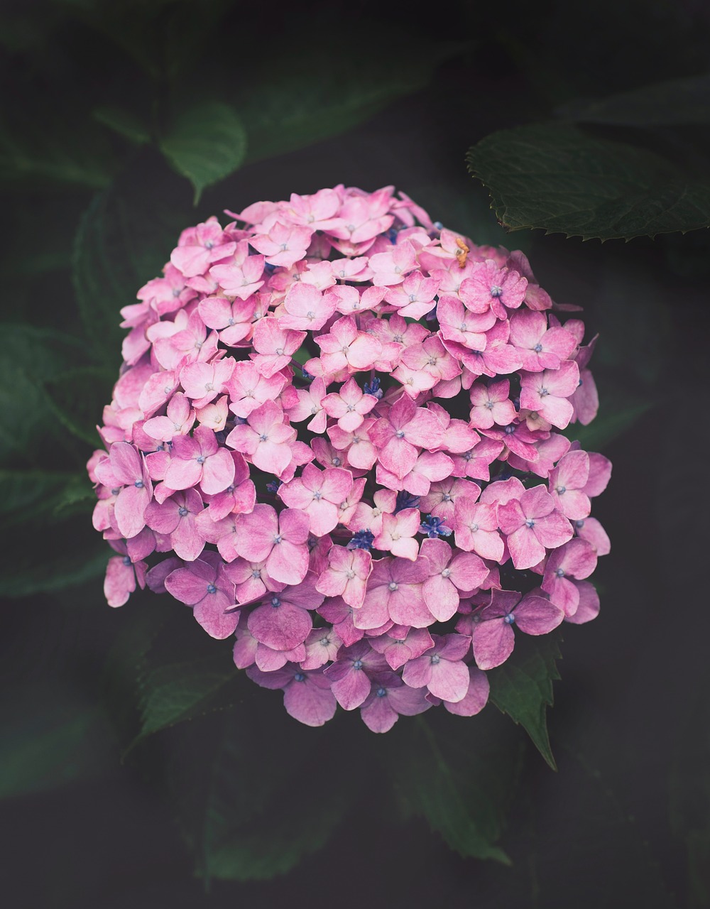 Violetiniai Hydrangeas,  Gėlė,  Augalas, Nemokamos Nuotraukos,  Nemokama Licenzija