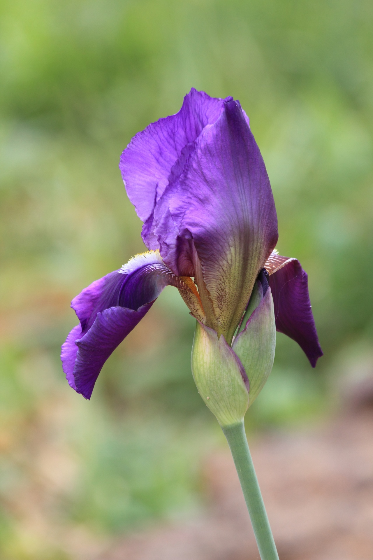 Iris,  Violetinė,  Gėlė,  Sodas,  Žydėti,  Purpurinė Rainelė, Nemokamos Nuotraukos,  Nemokama Licenzija