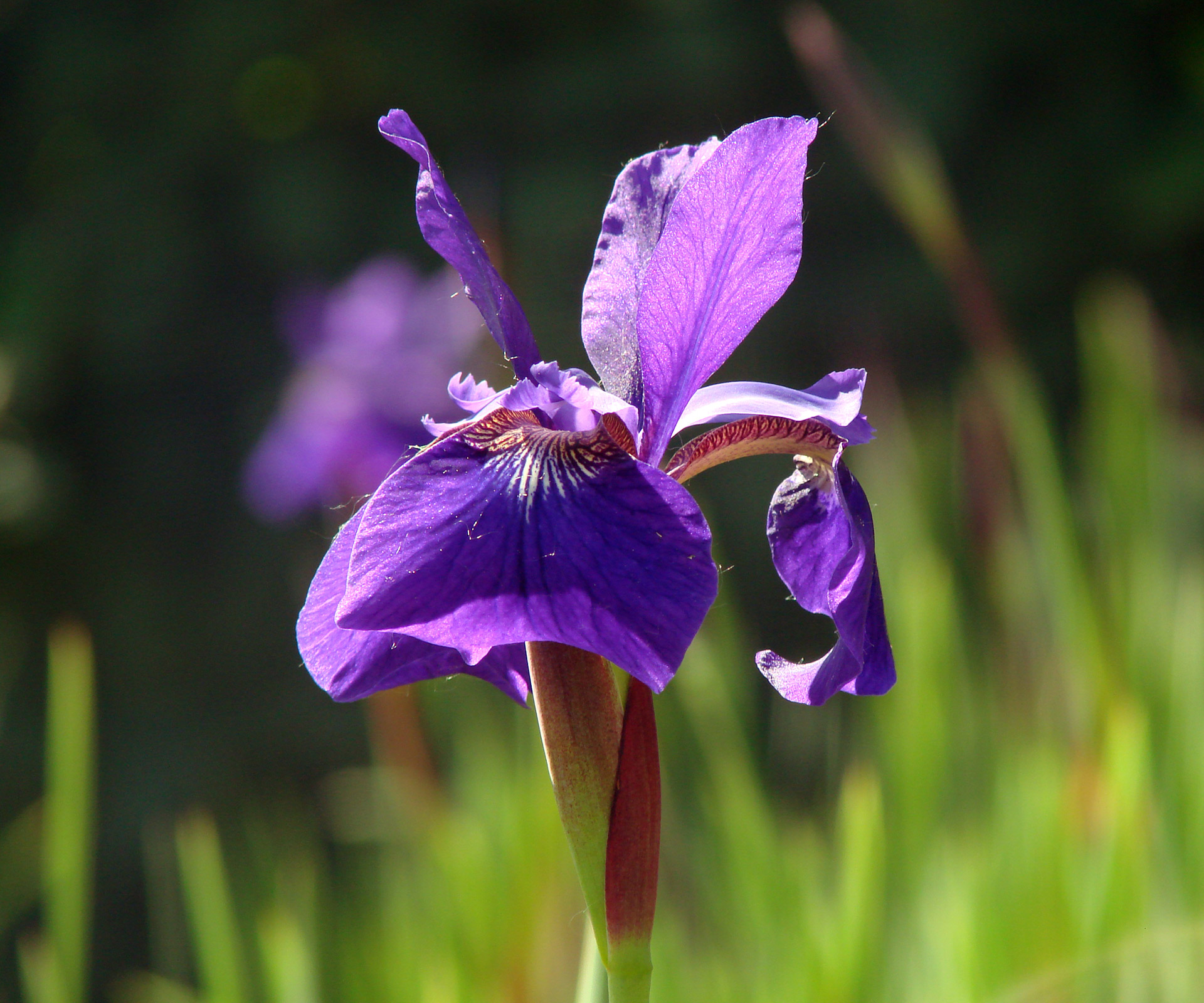 Violetinė & Nbsp,  Iris,  Gražus,  Šviesi & Nbsp,  Spalva,  Gamta,  Gėlė,  Makro,  Purpurinė Rainelė, Nemokamos Nuotraukos