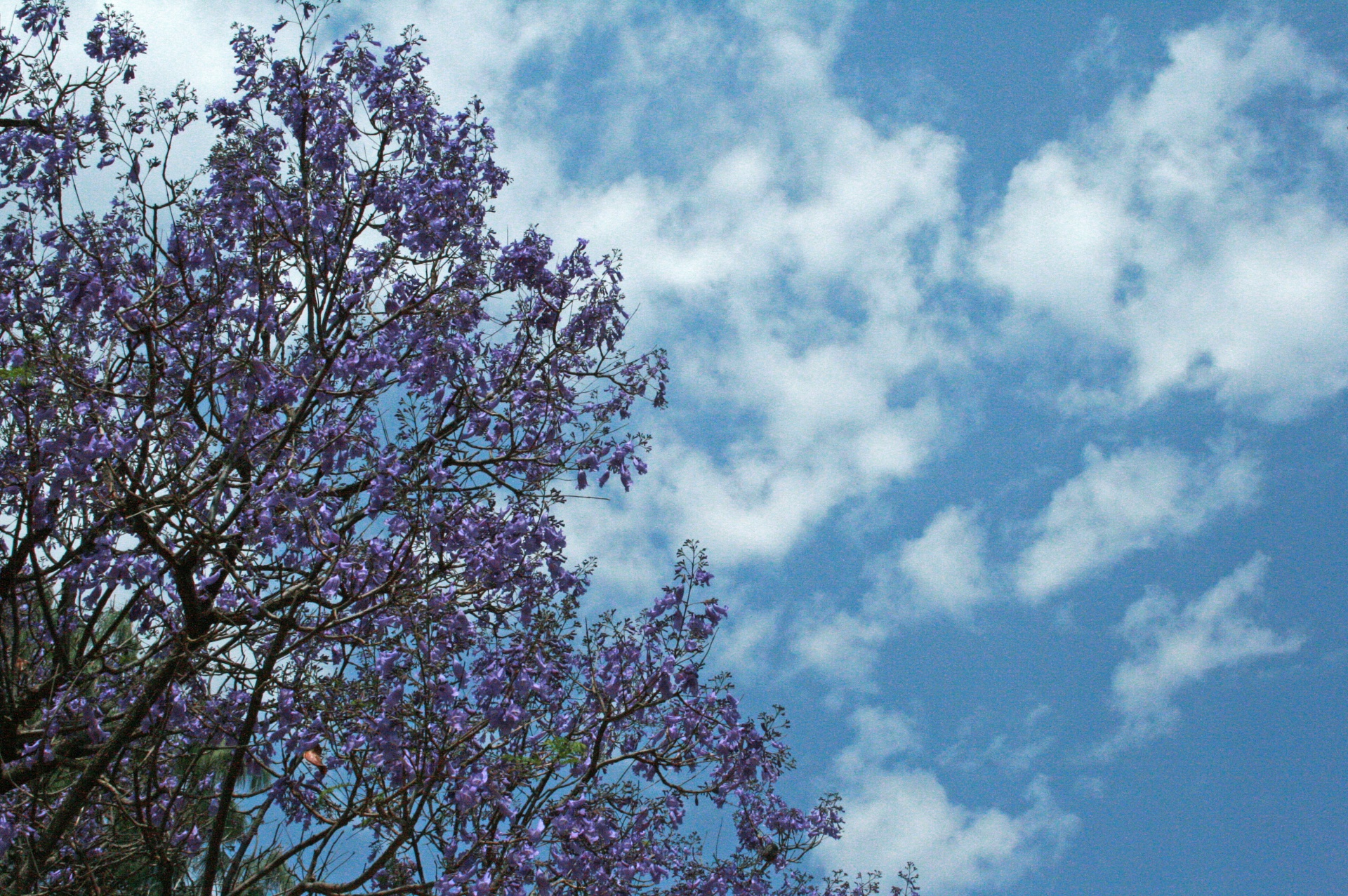 Dangus,  Mėlynas,  Debesys,  Balta,  Medis,  Jacaranda,  Gėlės,  Žiedlapiai,  Violetinė,  Violetinės Jacarandos Gėlės Ant Medžio