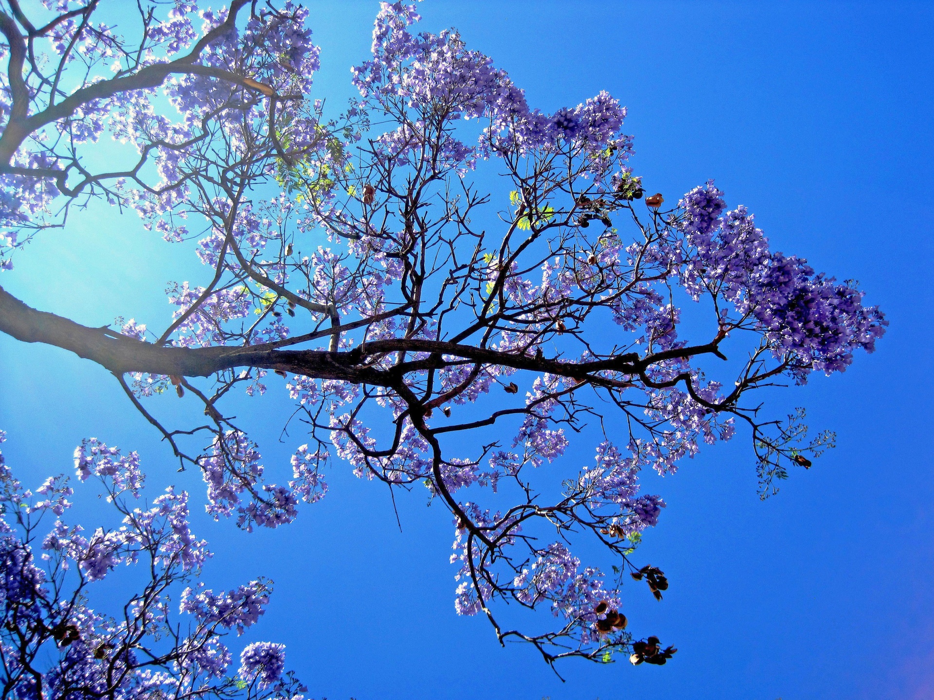 Medis,  Jacaranda,  Žydėjimas,  Gėlės,  Violetinė,  Dangus,  Mėlynas,  Violetinės Jacarandos Gėlės, Nemokamos Nuotraukos,  Nemokama Licenzija