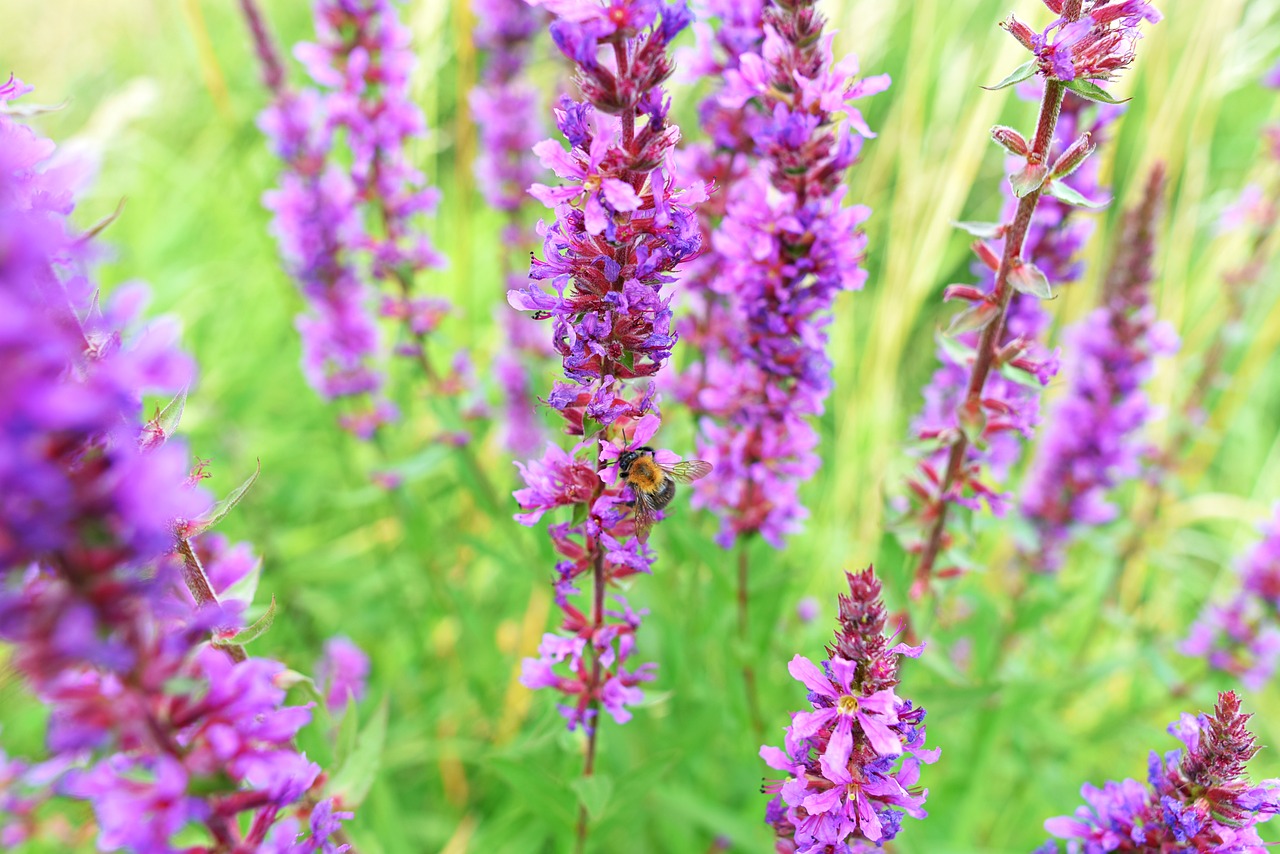 Violetinė Krwawnica,  Gėlė,  Augalų,  Augmenija,  Lythrum Salicaria,  Rožinis,  Bičių,  Vabzdys,  Lauke,  Meadow