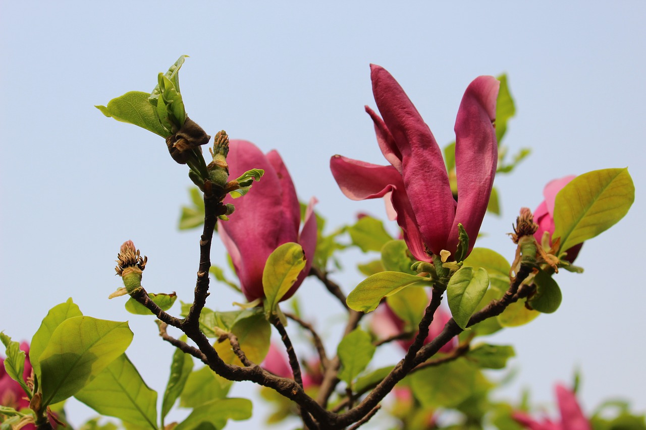 Violetinė Magnolija, Gėlė, Magnolijos Gėlė, Magnolija, Mediena, Gamta, Pavasaris, Vasara, Nemokamos Nuotraukos,  Nemokama Licenzija