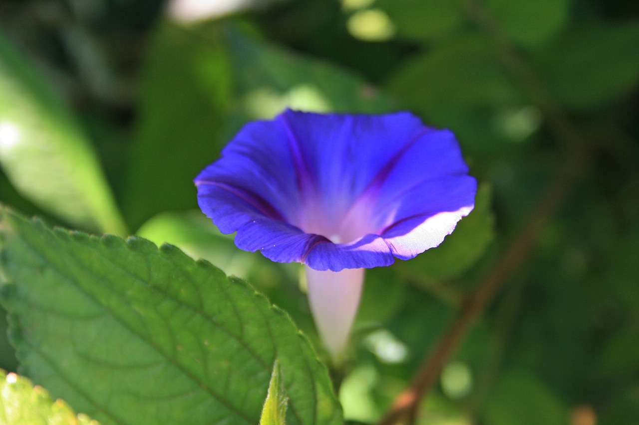 Violetinė Ryto Šlovės Gėlė, Gėlė, Trimitas, Violetinė, Laukiniai, Piktžolių, Subtilus, Creeper, Sodas, Gamta