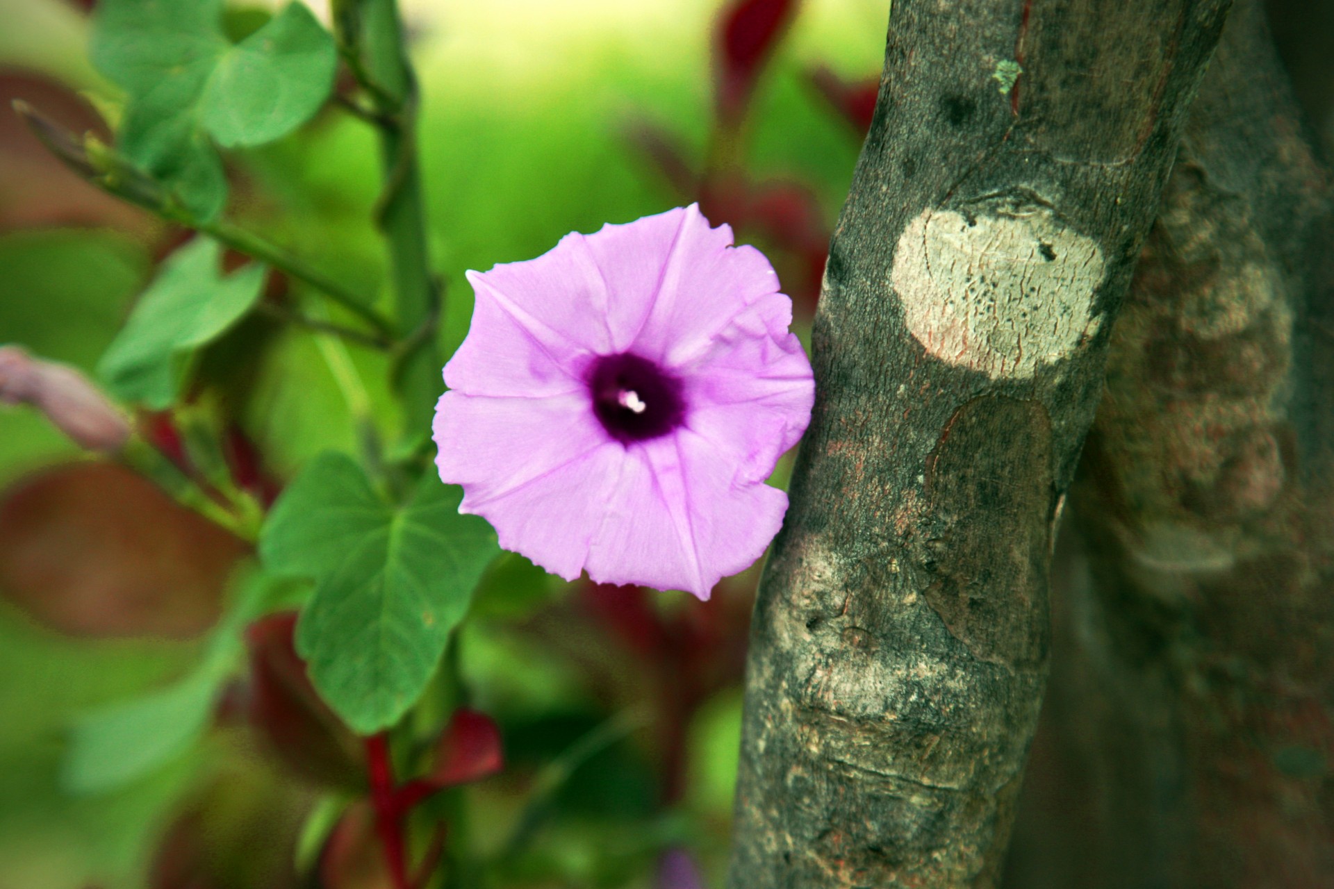 Violetinė,  Gėlės,  Rytas & Nbsp,  Šlovės,  Žalias,  Lapai,  Žievė,  Mediena,  Violetinė Ryto Šlovės Gėlė, Nemokamos Nuotraukos