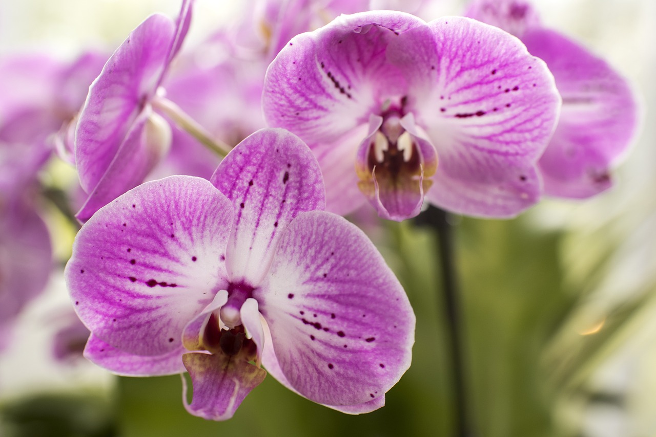 Violetinės Motinos Orchidėjos, Gėlės, Augalai, Violetinė, Mold Orchidėjos, Orchidėjos, Violetinė, Phalaenopsis, Atogrąžų, Egzotiškas