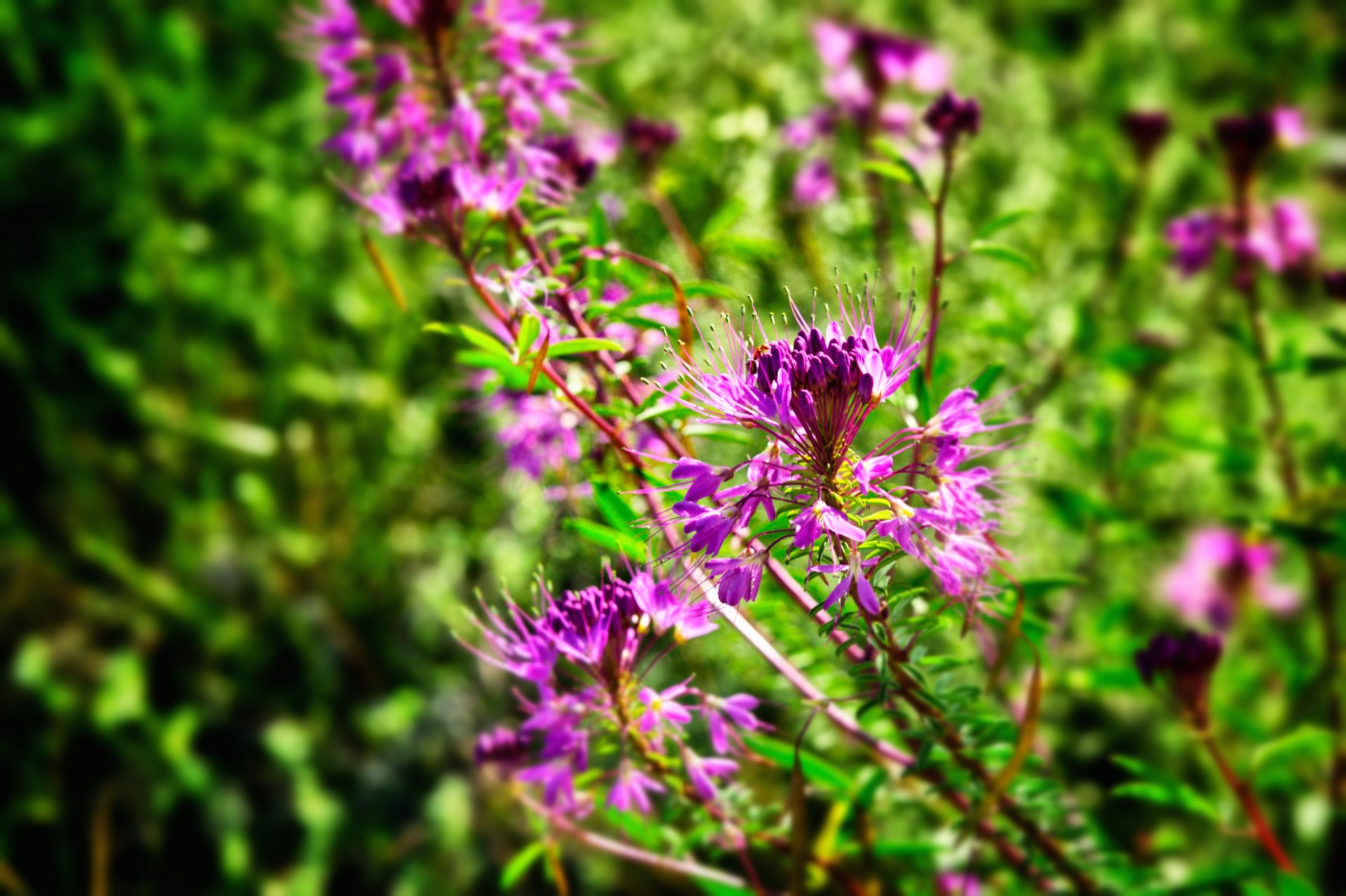 Kelionė,  Vakaruose,  Violetinė,  Wildflower,  Augti,  Žalias,  Žolė,  Gėlė,  Rožinis,  Nauja & Nbsp