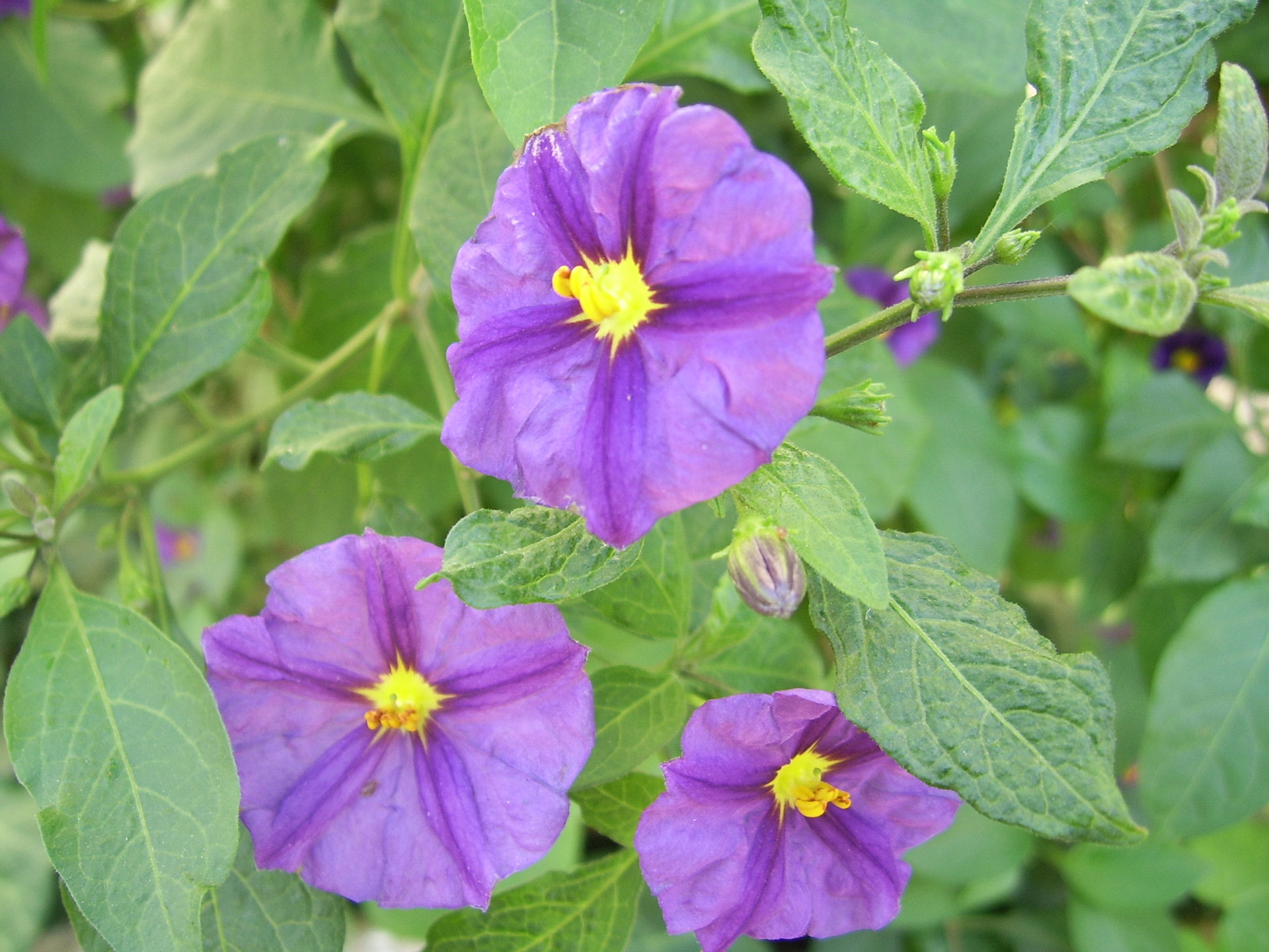 Violetinė,  Naktis,  Atspalvis,  Gėlė,  Nuodingas,  Solanum,  Xanti,  Solanaceae,  Violetinė Naktis Atspalvis Gėlė, Nemokamos Nuotraukos