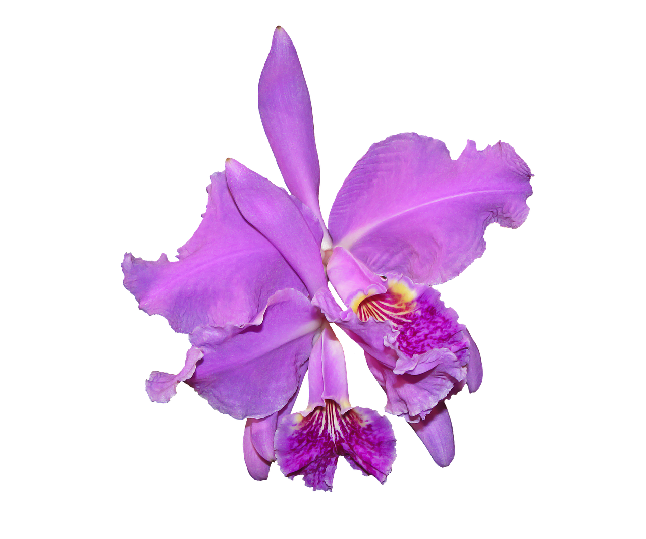 Violetinė Orchidėja, Gėlė, Augalai, Nemokamos Nuotraukos,  Nemokama Licenzija