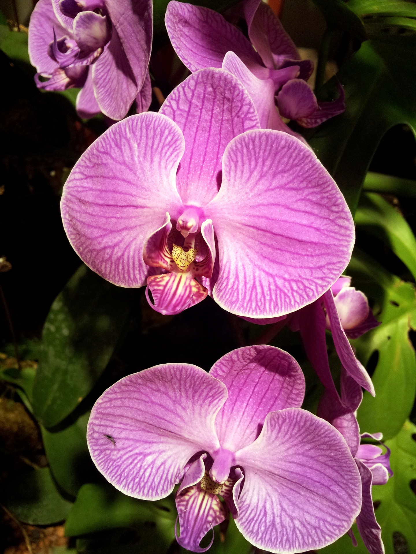 Violetinė & Nbsp,  Orchidėja & Nbsp,  Gėlė & Nbsp,  Žiedlapis,  Singapūras & Nbsp,  Oro Uostas,  Violetinė Orchidėjų Gėlių Žiedlapiai, Nemokamos Nuotraukos,  Nemokama Licenzija