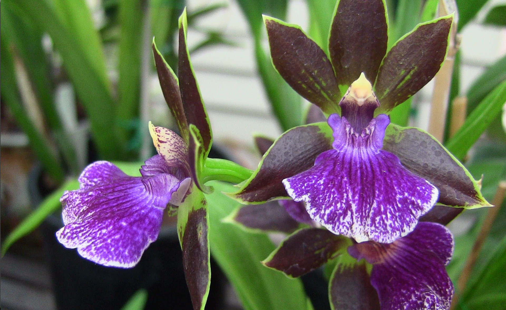 Orchidėja,  Orchidėjos,  Violetinė,  Gėlė,  Gėlės,  Pavasaris,  Iš Arti,  Sodas,  Žalias,  Violetinės Orchidėjos