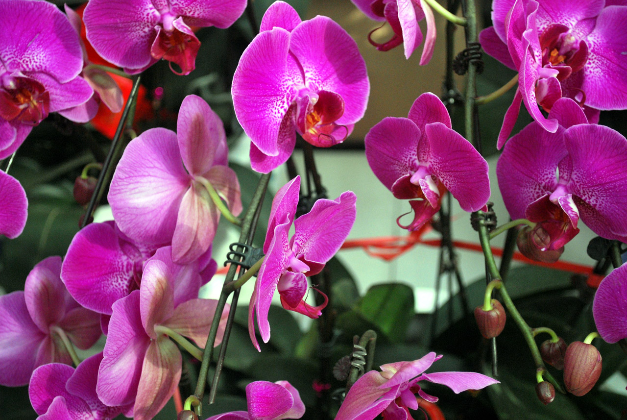 Orchidėja,  Orchidėjos,  Violetinė,  Orchidaceae,  Šeima,  Gėlės,  Gėlė,  Violetinės Orchidėjos, Nemokamos Nuotraukos,  Nemokama Licenzija