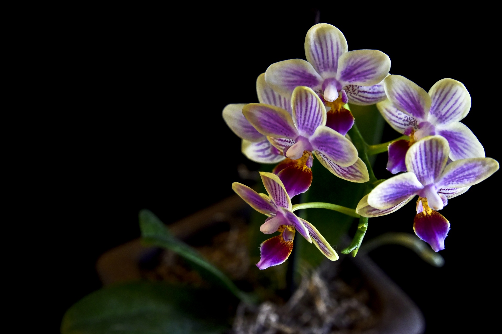 Orchidėjos,  Violetinė,  Juoda,  Fonas,  Neigiamas,  Erdvė,  Pasveikinimas,  Kvietimas,  Stalas,  Kortelė