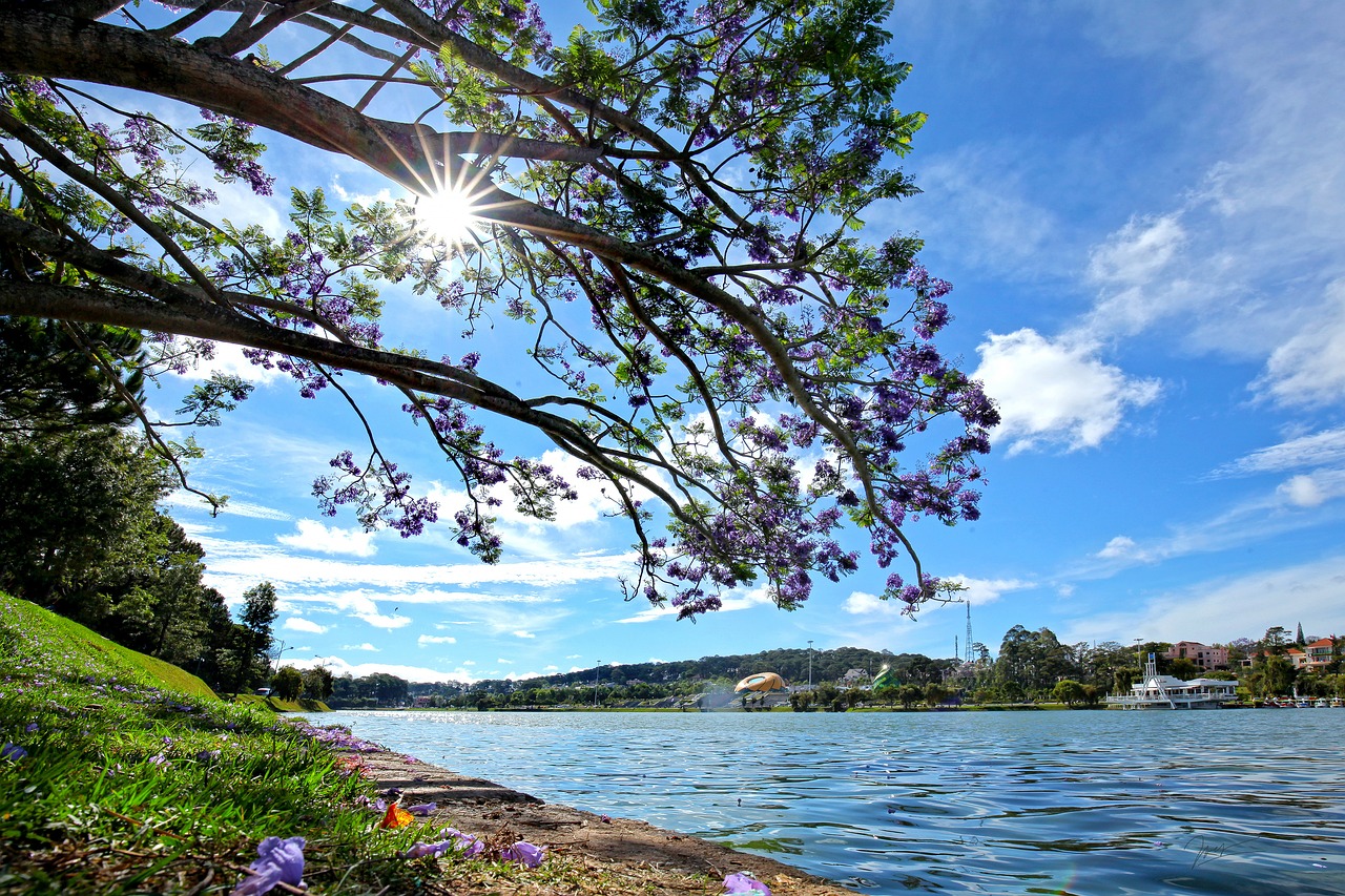 Violetinė Phoenix, Gėlės, Dalat, Nemokamos Nuotraukos,  Nemokama Licenzija