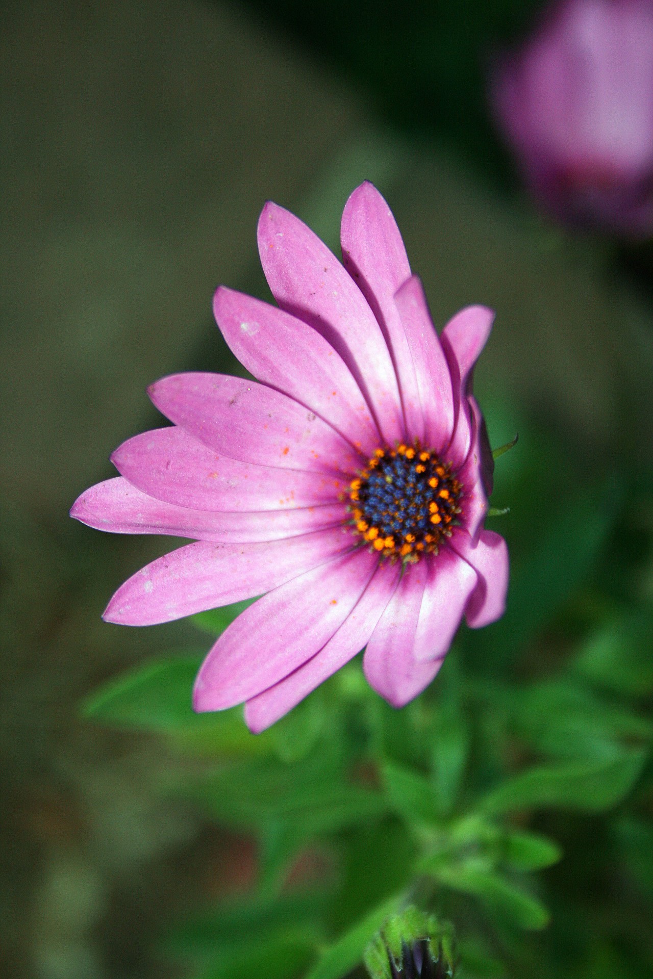 Gėlė,  Daisy,  Rožinis,  Violetinė,  Violetinė,  Violetinė Rožinė Daisy, Nemokamos Nuotraukos,  Nemokama Licenzija