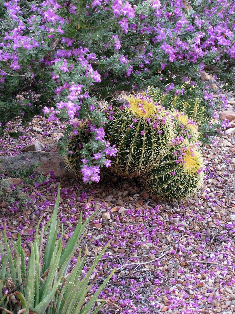 Purpurinis Šalavijas, Texas Ranger, Leucophyllum, Aukso Barrelio Kaktusas, Žydėjimas, Sonoran Dykuma, Nemokamos Nuotraukos,  Nemokama Licenzija