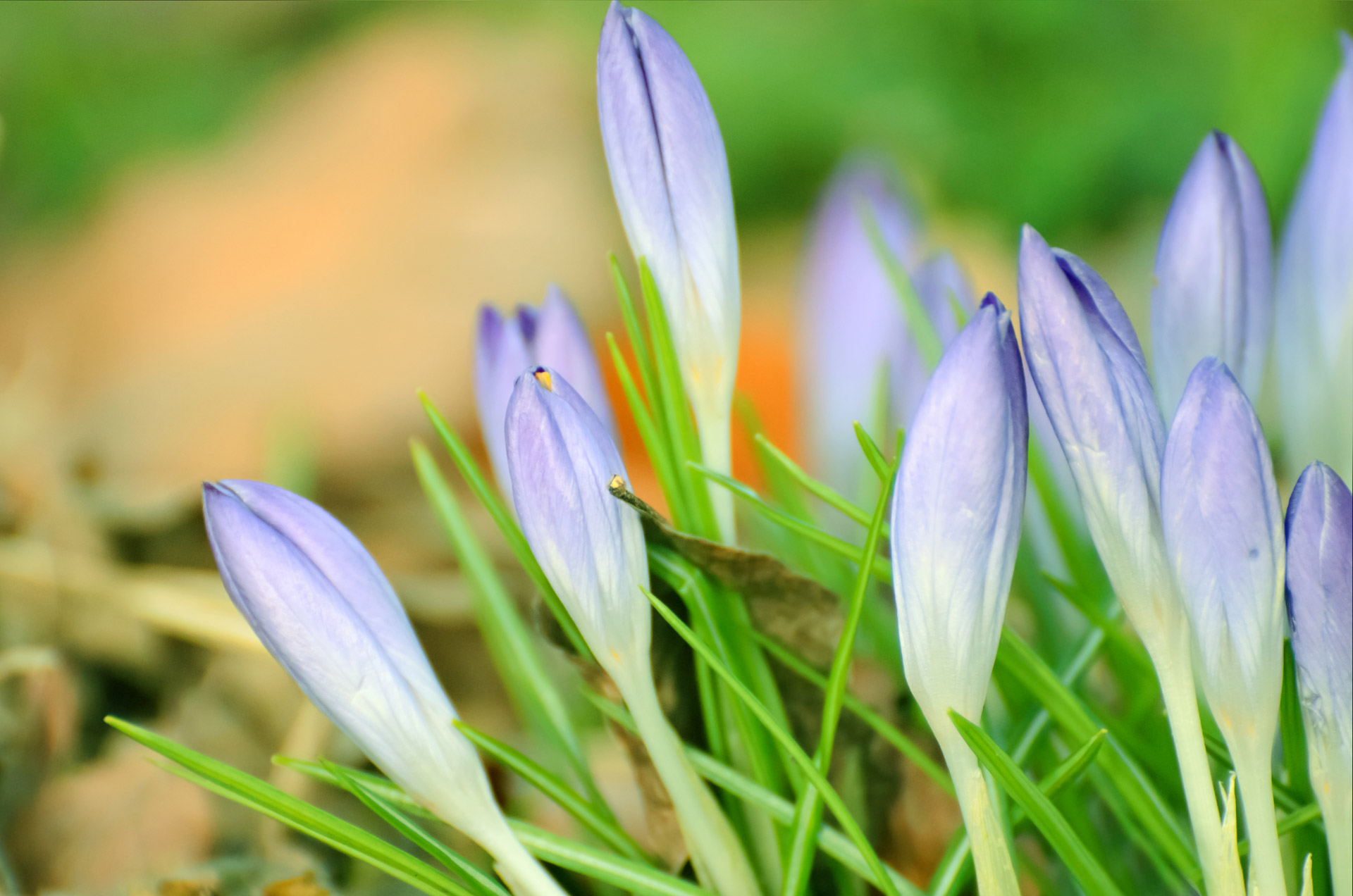 Gėlė,  Gėlės,  Violetinė,  Pavasaris,  Gamta,  Makro,  Žolė,  Fonas,  Sezonai,  Gražus