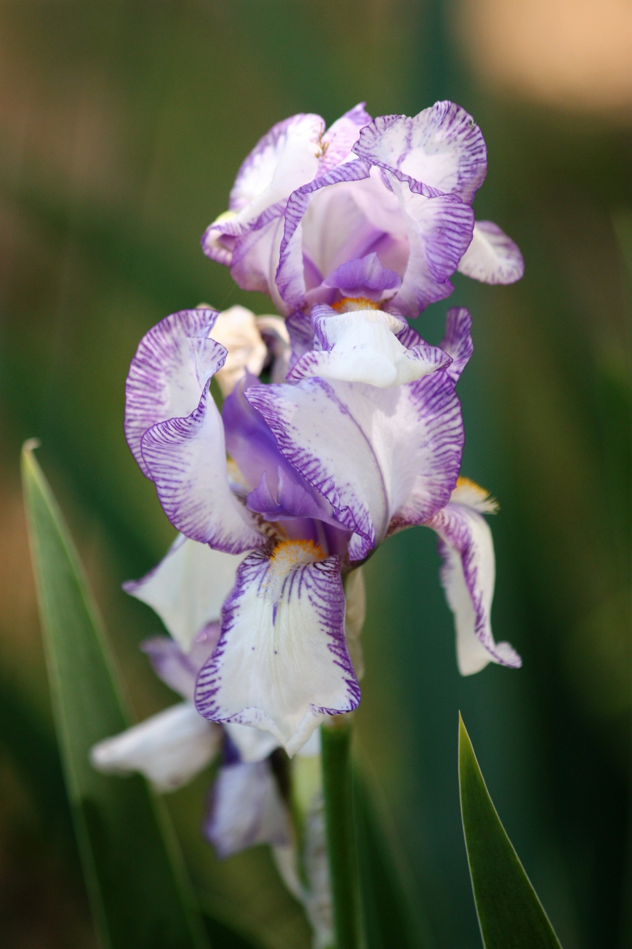 Gamta,  Augalai,  Gėlės,  Iris,  Barzdotasis & Nbsp,  Iris,  Balta,  Violetinė,  Juostelės,  Du