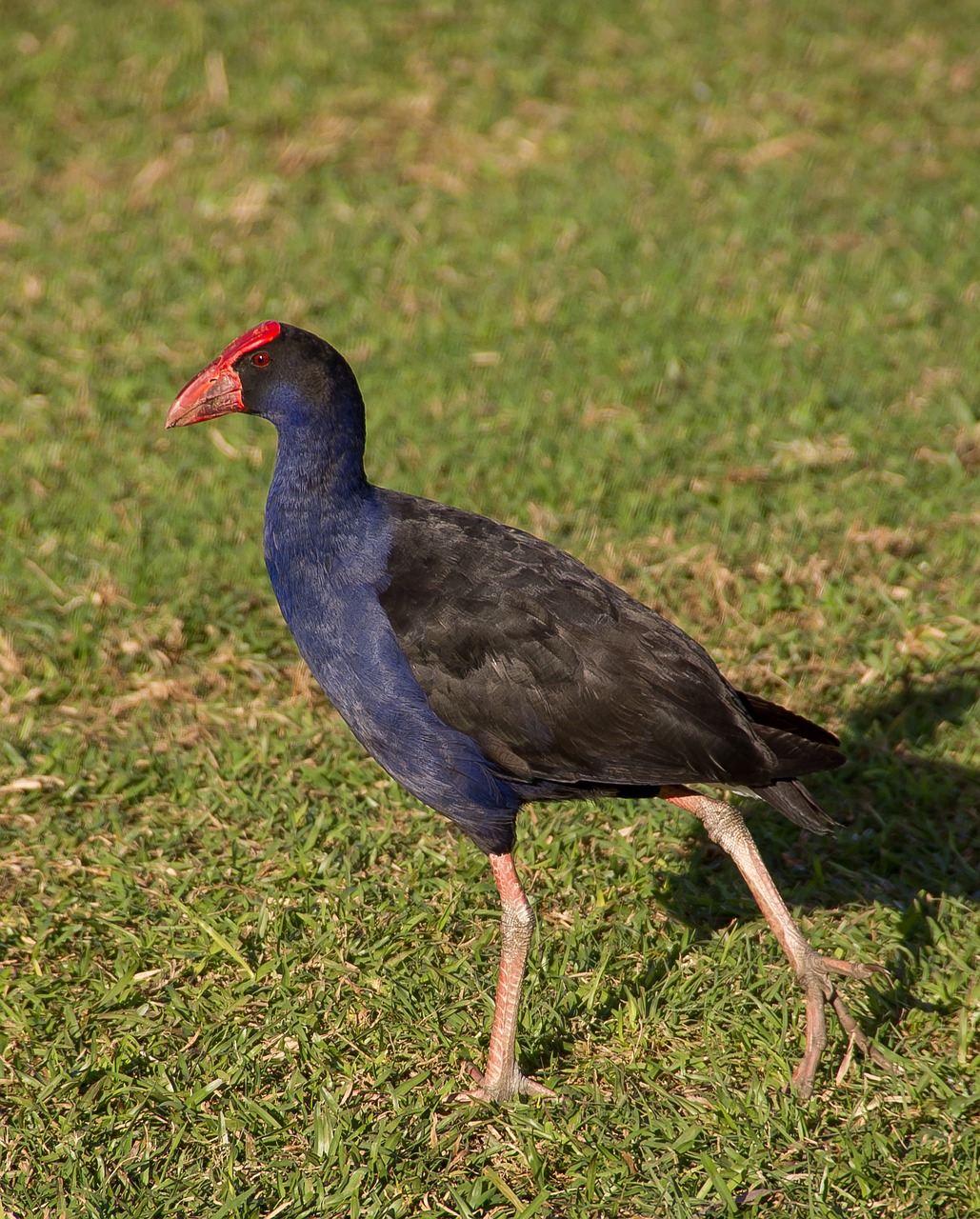 Purpurinė Purvinas, Porphyrio Porphyrio, Paukštis, Laukiniai, Juoda, Violetinė, Raudona, Snapas, Gimtoji, Australia