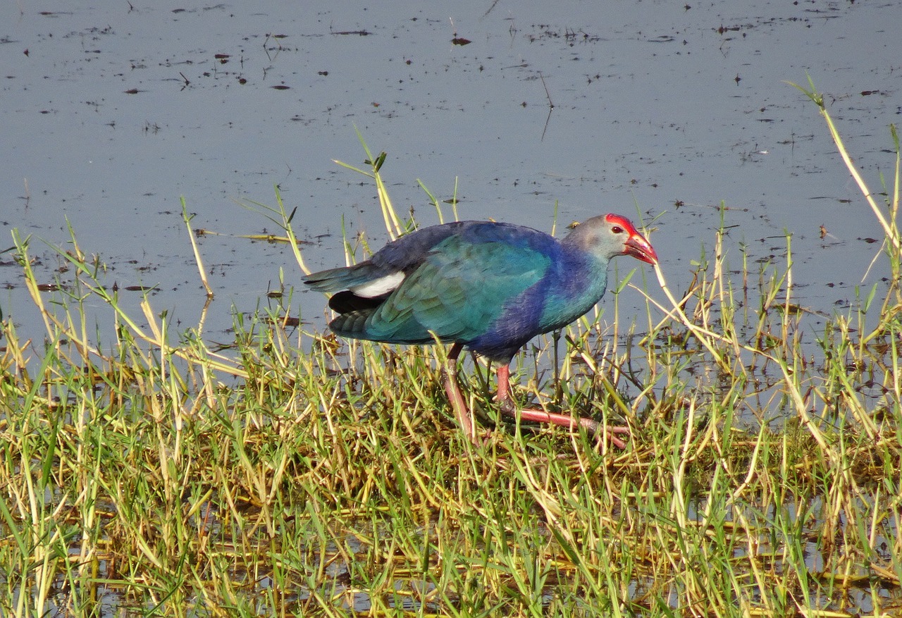 Purpurinė Purvinas, Violetinė Žievė, Porphyiro Porphyiro, Moorhen, Paukštis, Laukiniai, Pelkės, Paukštis, Pelkė, Lauke