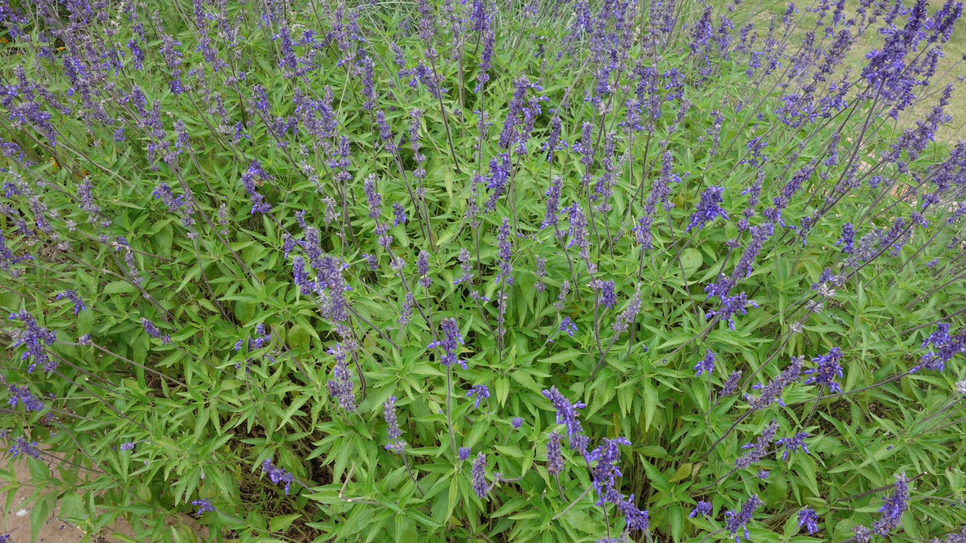 Violetinė,  Gėlė,  Texas & Nbsp,  Wildflower,  Violetinė Texas Wildflower, Nemokamos Nuotraukos,  Nemokama Licenzija