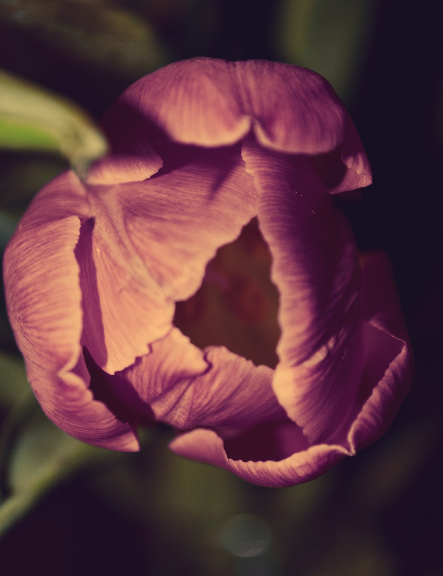 Violetinė,  Tulpė,  Gėlė,  Pavasaris,  Flora,  Violetinė Tulpė, Nemokamos Nuotraukos,  Nemokama Licenzija