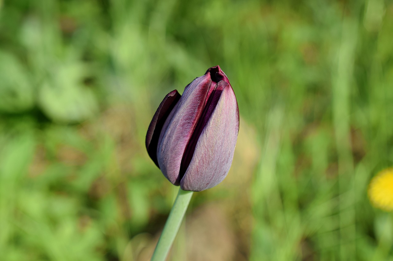 Violetinė Tulpė,  Tulpės,  Gėlių Pumpurų,  Gėlės Arti-Iki,  Pavasaris,  Žiedas,  Žydi,  Vyno Raudona Gėlė,  Pobūdį,  Sodas