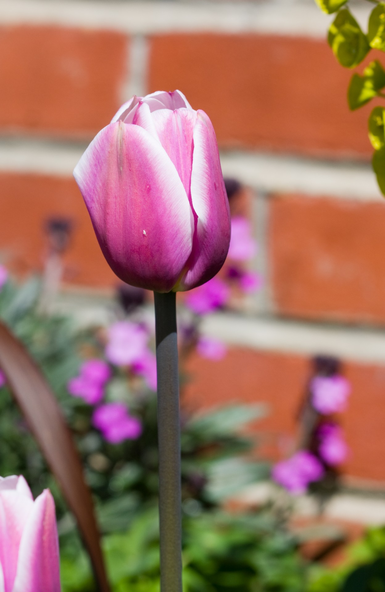 Tulpė,  Gėlė,  Violetinė,  Makro,  Iš Arti,  Detalės,  Gražus,  Gėlių,  Flora,  Gamta