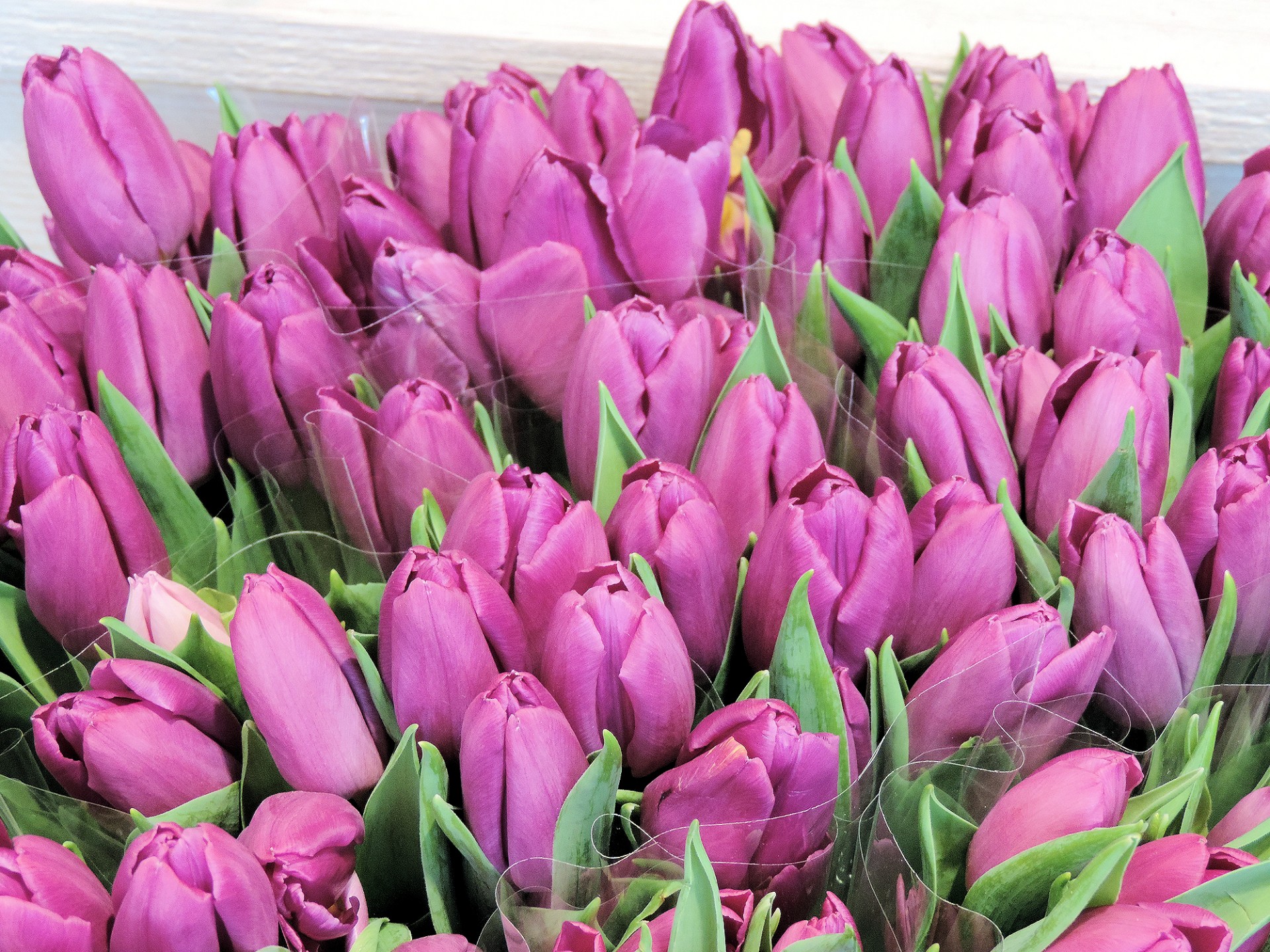 Gėlės,  Tulpės,  Olandų,  Apdaila,  Holland,  Violetinės Tulpės, Nemokamos Nuotraukos,  Nemokama Licenzija