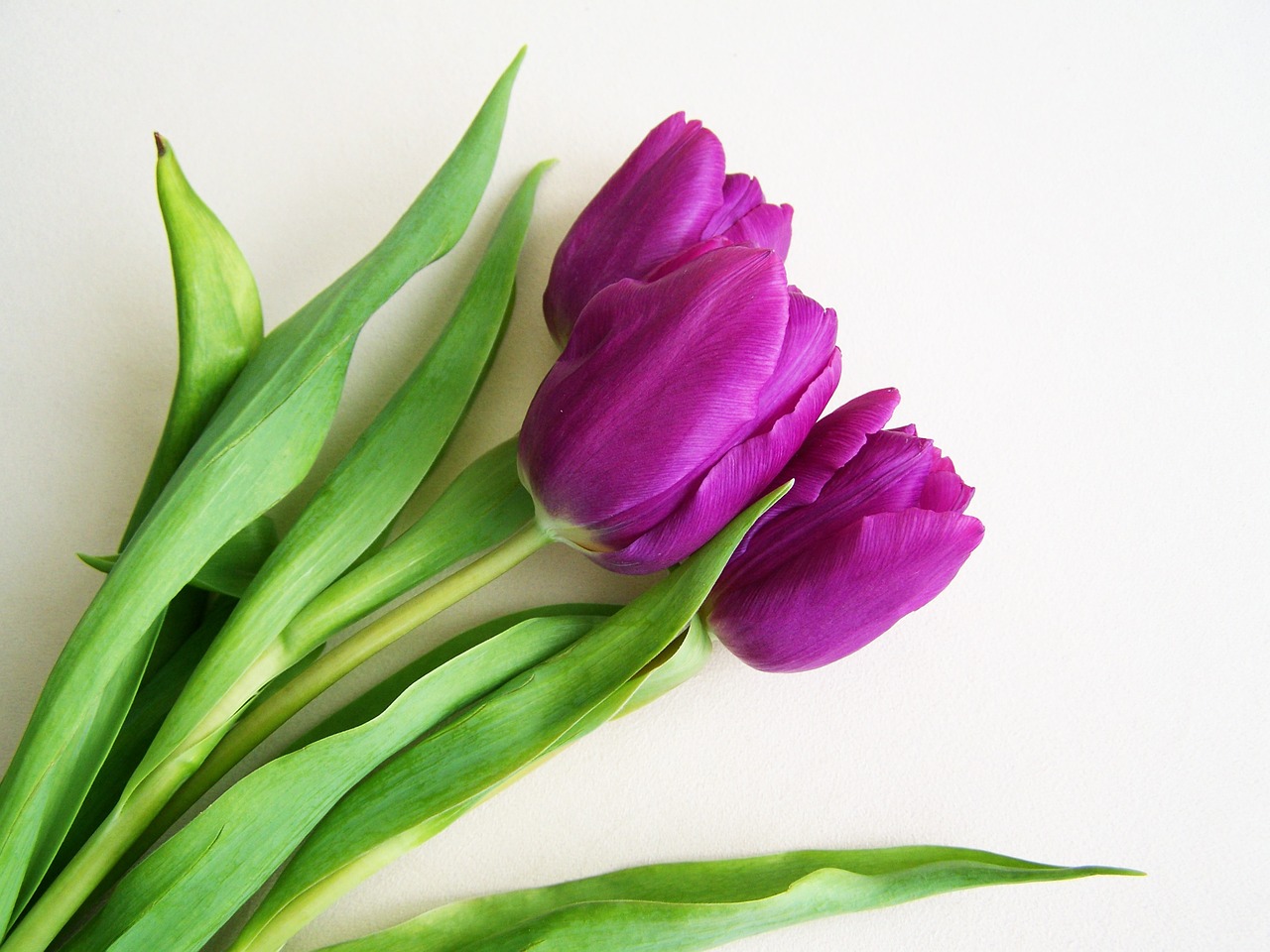 Violetinės Tulpes, Pavasario Gėlė, Augalas, Nemokamos Nuotraukos,  Nemokama Licenzija