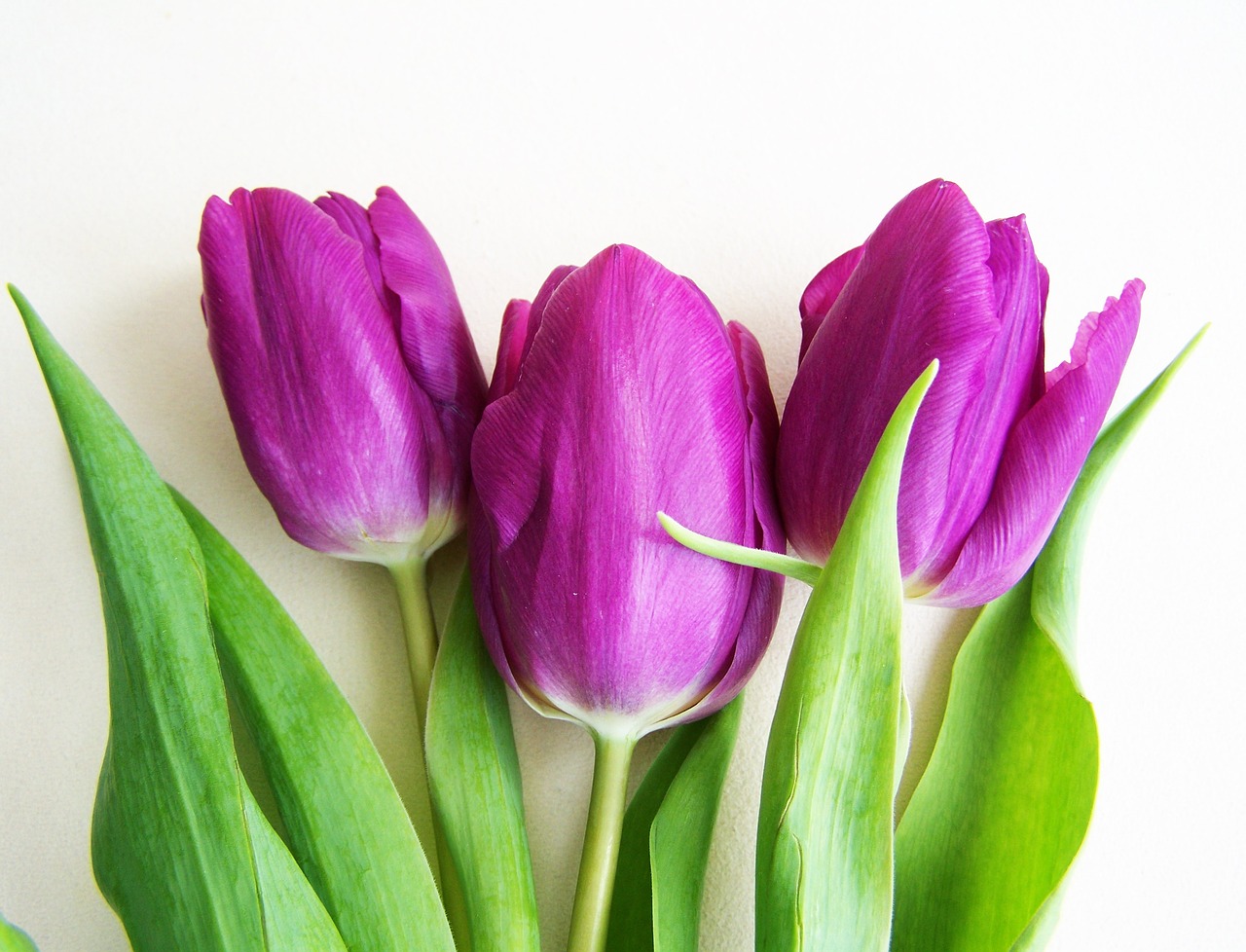 Violetinės Tulpes, Pavasario Gėlė, Augalas, Nemokamos Nuotraukos,  Nemokama Licenzija